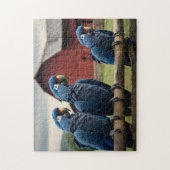 Drei Hyazinth-Macaws auf Zaun Puzzle (Vertikal)