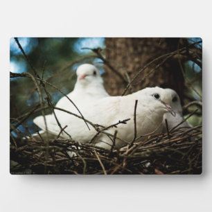 Drei in einem Baum Fotoplatte