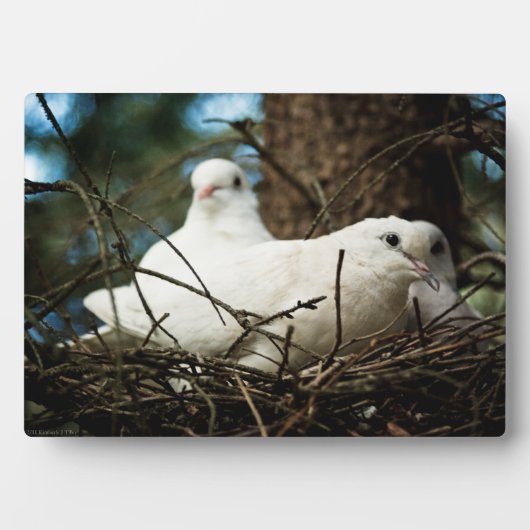Drei in einem Baum Fotoplatte (Vorderseite)
