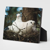 Drei in einem Baum Fotoplatte (Seite)