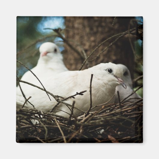 Drei in einem Baum Magnet (Vorne)