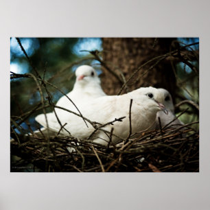 Drei in einem Baum Poster