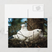 Drei in einem Baum Postkarte (Vorne/Hinten)