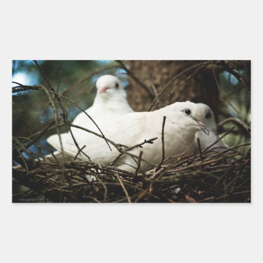 Drei in einem Baum Rechteckiger Aufkleber (Vorderseite)