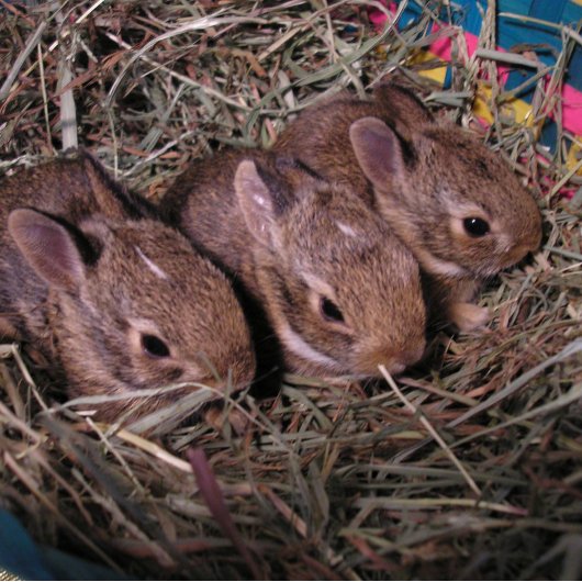 Drei in einer Reihe Fußmatte