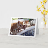 Drei Ingwerkatzen Karte (Gelbe Blume)