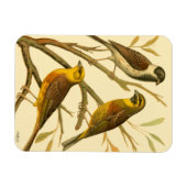 Drei inländische Vögel auf einer Zweigniederlassun Magnet (Horizontal)