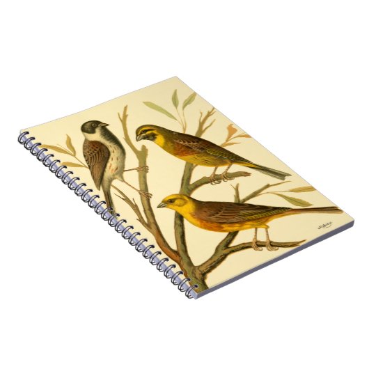 Drei inländische Vögel auf einer Zweigniederlassun Notizblock (Rechte Seite)