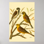 Drei inländische Vögel auf einer Zweigniederlassun Poster (Vorne)