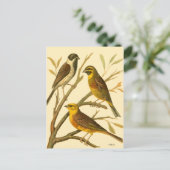 Drei inländische Vögel auf einer Zweigniederlassun Postkarte (Stehend Vorderseite)