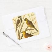 Drei inländische Vögel auf einer Zweigniederlassun Quadratischer Aufkleber (Umschlag)