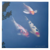Drei japanische koi Fische im Teich Fliese (Vorderseite)