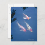 Drei japanische Koi-Fische im Teich Postkarte (Vorne/Hinten)