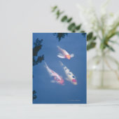 Drei japanische Koi-Fische im Teich Postkarte (Stehend Vorderseite)
