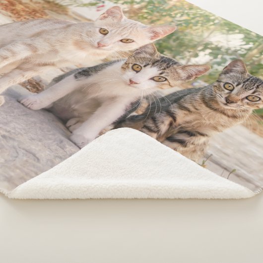 Drei junge niedliche Katzenkätzchen sitzen freundl Sherpadecke (3/4)