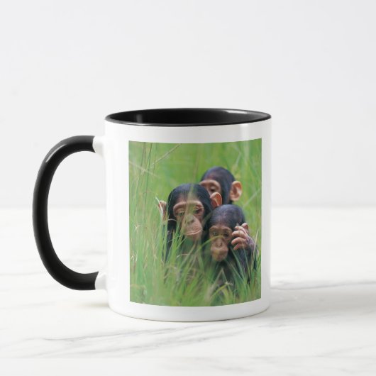 Drei junge Schimpansen (Pantroglodytes) herein Tasse (Links)