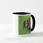 Drei junge Schimpansen (Pantroglodytes) herein Tasse (VorderseiteRechts)