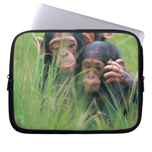 Drei junge Schimpansen (Pantroglodytes) in Laptopschutzhülle (Vorderseite)