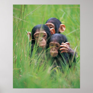 Drei junge Schimpansen (Pantroglodytes) in Poster