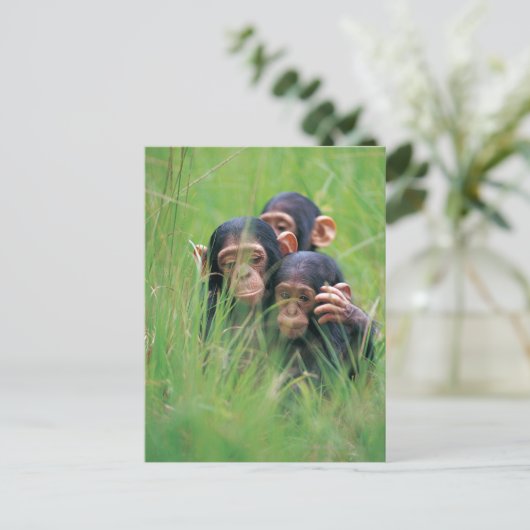 Drei junge Schimpansen (Pantroglodytes) in Postkarte (Stehend Vorderseite)