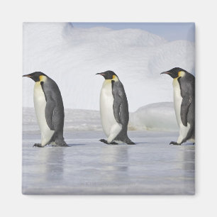 Drei Kaiser-Pinguine, Schnee-Hügel-Insel Magnet