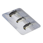 Drei Kaiserpinguine, Insel Snow Hill Magnet (Rechte Seite)