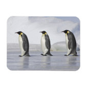 Drei Kaiserpinguine, Insel Snow Hill Magnet (Horizontal)