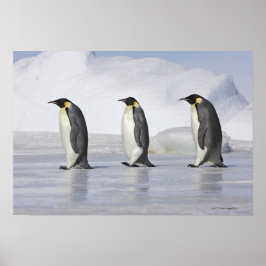 Drei Kaiserpinguine, Insel Snow Hill Poster