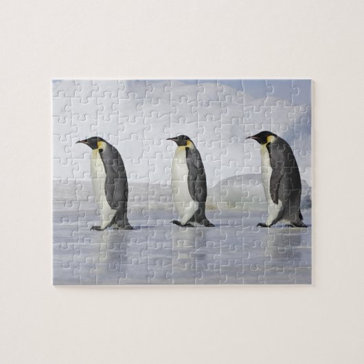 Drei Kaiserpinguine, Insel Snow Hill Puzzle (Horizontal)
