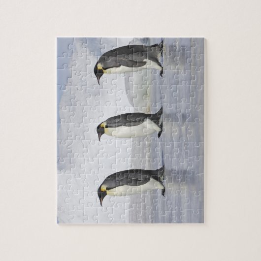 Drei Kaiserpinguine, Insel Snow Hill Puzzle (Vertikal)