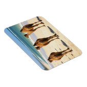 Drei Kamele am Strand von Mombasa Kenya Magnet (Rechte Seite)