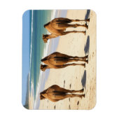 Drei Kamele am Strand von Mombasa Kenya Magnet (Vertikal)