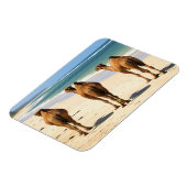 Drei Kamele am Strand von Mombasa Kenya Magnet (Linke Seite)
