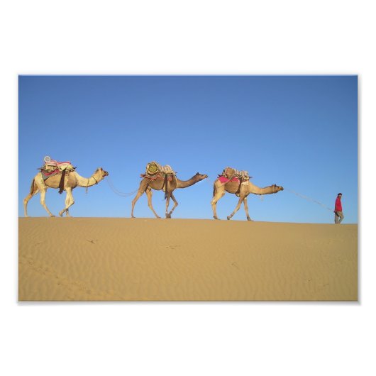 Drei Kamele im Wüstenposter Fotodruck (Vorne)