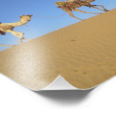 Drei Kamele im Wüstenposter Fotodruck (Ecke)