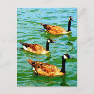 Drei kanadische Gänse Postkarte