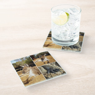 Drei Känguru-Bilder Collage, Glas-Unterlage Glasuntersetzer
