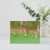 drei Kängurus Postkarte (Stehend Vorderseite)