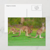 drei Kängurus Postkarte (Vorne/Hinten)