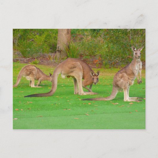 drei Kängurus Postkarte (Vorderseite)