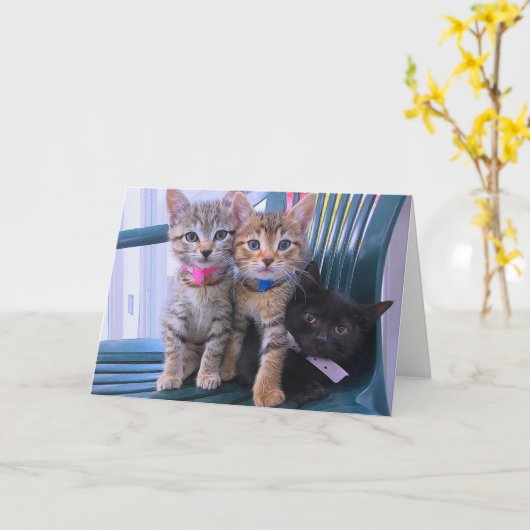 Drei Kätzchen Karte (Gelbe Blume)