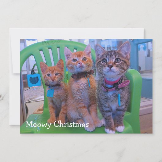 Drei Kätzchen Meowy Dankeskarte (Vorderseite)