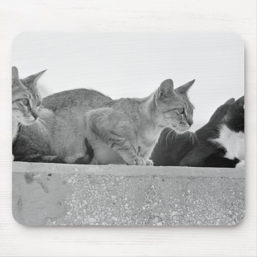 Drei Katzen Mousepad (Vorne)