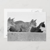 Drei Katzen Postkarte (Vorne/Hinten)