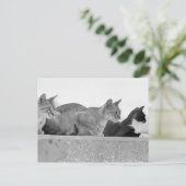 Drei Katzen Postkarte (Stehend Vorderseite)