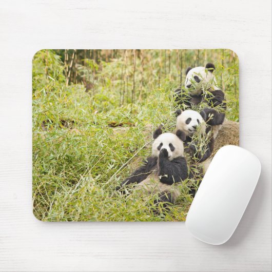 Drei kauender Panda CUB Mousepad (Mit Mouse)