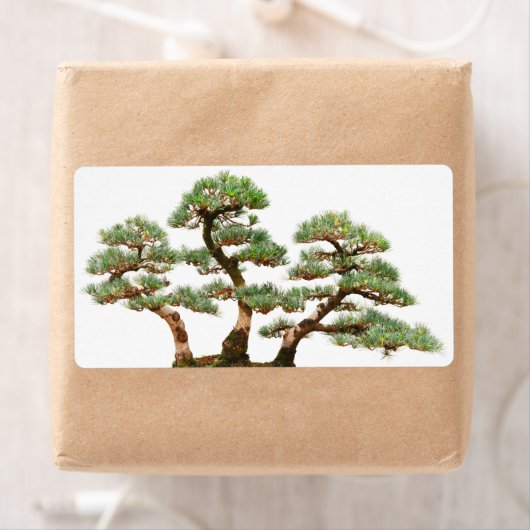 drei Kiefernbäume (Insitu)