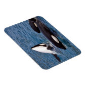 Drei Killerwale Magnet (Rechte Seite)