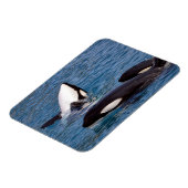 Drei Killerwale Magnet (Linke Seite)