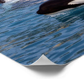 Drei Killerwale Poster (Ecke)